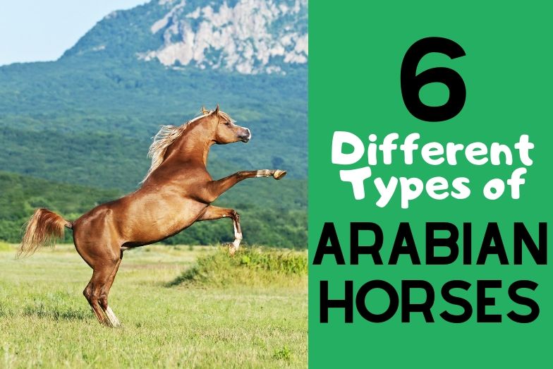 2. Egipski koń arabski