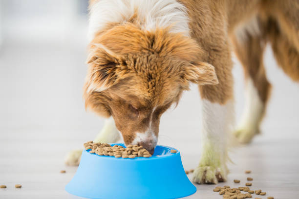 Czym jest mączka mięsna w karmie dla psów? Fakty zatwierdzone przez weterynarzy i najczęściej zadawane pytania