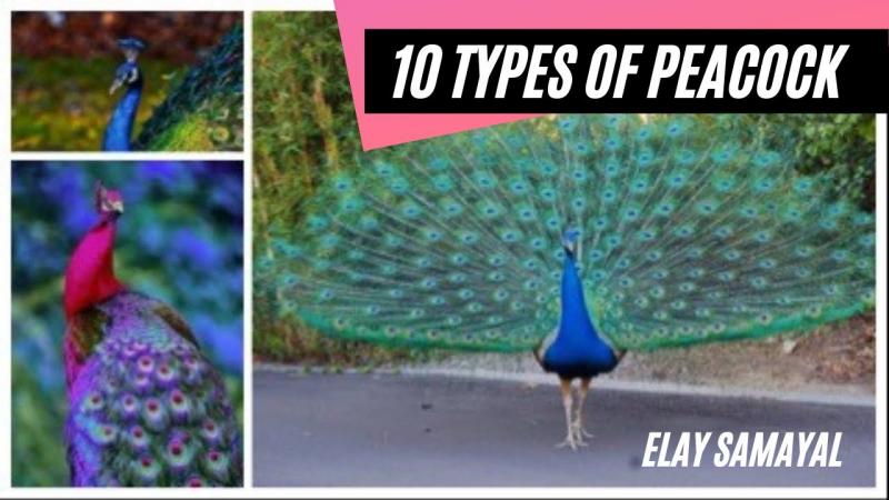 2. Paw zielony (Pavo muticus)