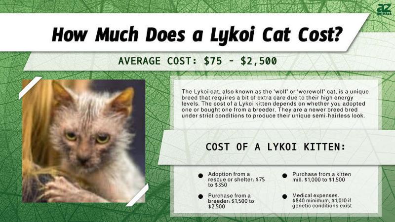 Cena kota Lykoi: ile kosztują? Przewodnik 2024