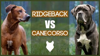 Charakterystyka mieszanki Cane Corso Rhodesian Ridgeback