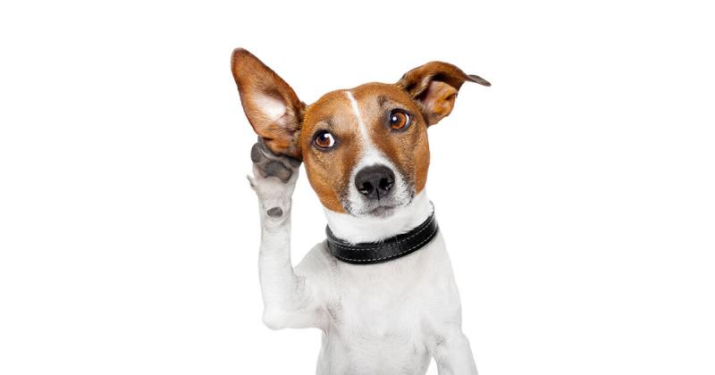 Jak silny jest psi słuch w porównaniu do ludzkiego? Fakty i najczęściej zadawane pytania