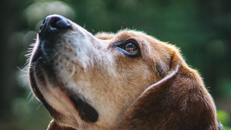 Dlaczego nosy psów są mokre? 4 powody wyjaśnione przez weterynarza