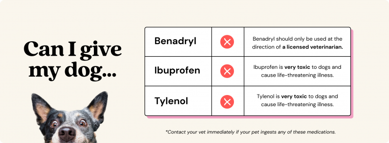 Czy można podać psu Tylenol? Fakty i zagrożenia zatwierdzone przez weterynarza