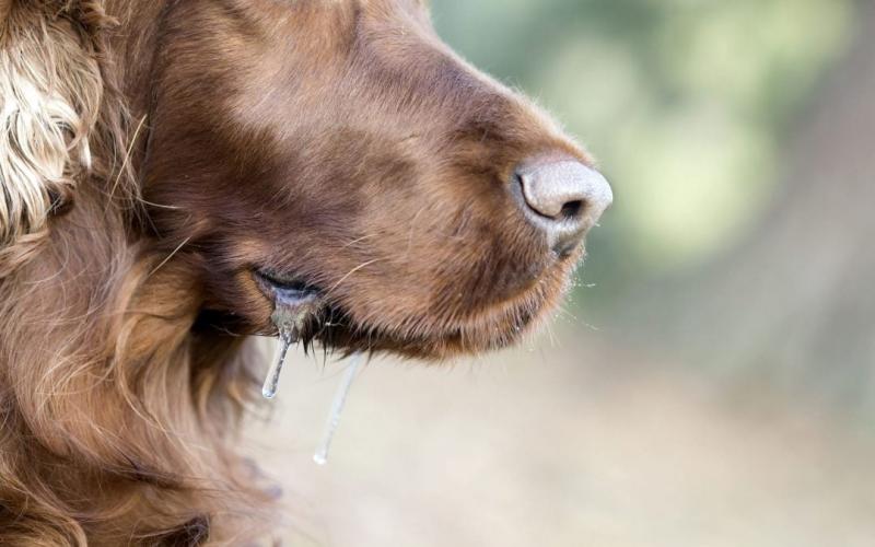 Dlaczego psy się ślinią? 7 sprawdzonych przez weterynarzy powodów