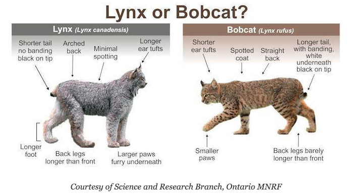Bobcat vs lew górski: Kluczowe różnice (ze zdjęciami)