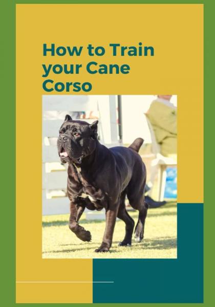 6 porad ekspertów dotyczących szkolenia Cane Corso
