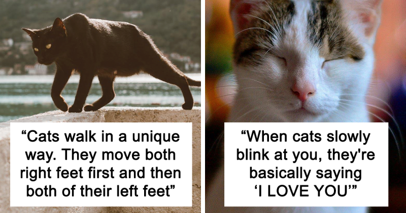20 przypadkowych faktów o kotach