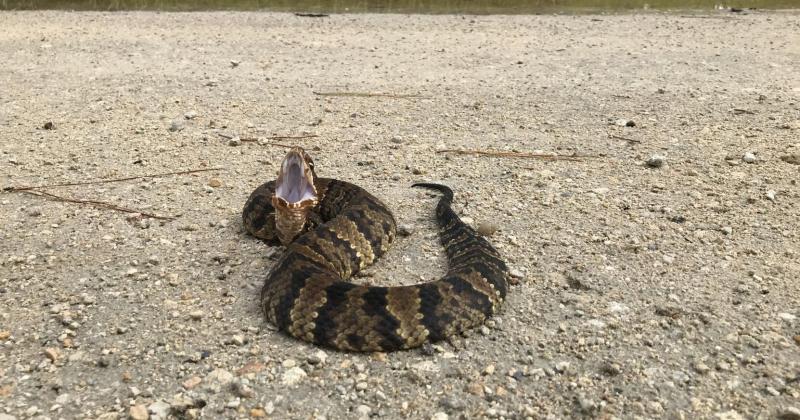 11 gatunków węży występujących w Karolinie Południowej (ze zdjęciami)