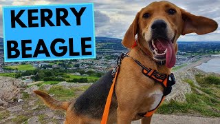 Jak Kerry Beagle zyskał popularność