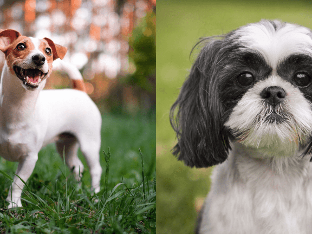 Jack Tzu (mieszanka Jack Russell Terriera i Sh ih Tzu): Zdjęcia, przewodnik, informacje i pielęgnacja