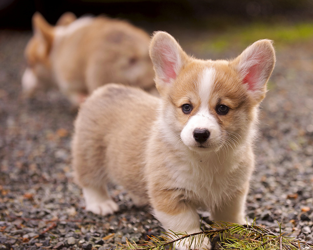 Corgi są psami pasterskimi