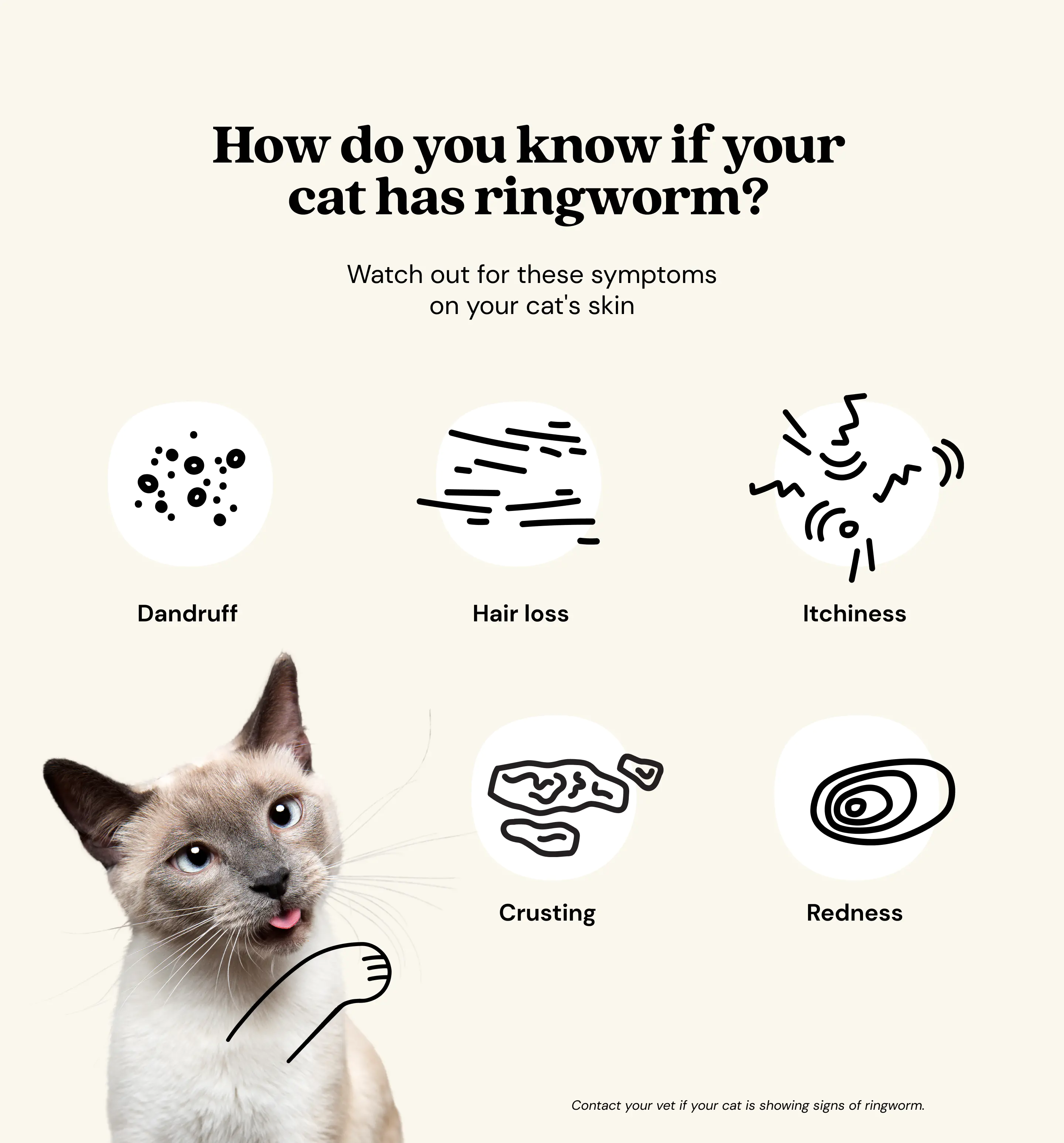 Objawy grzybicy u kotów: