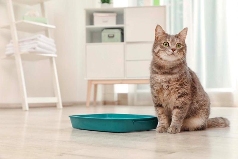 Czy jedzenie żwirku jest szkodliwe dla kota?