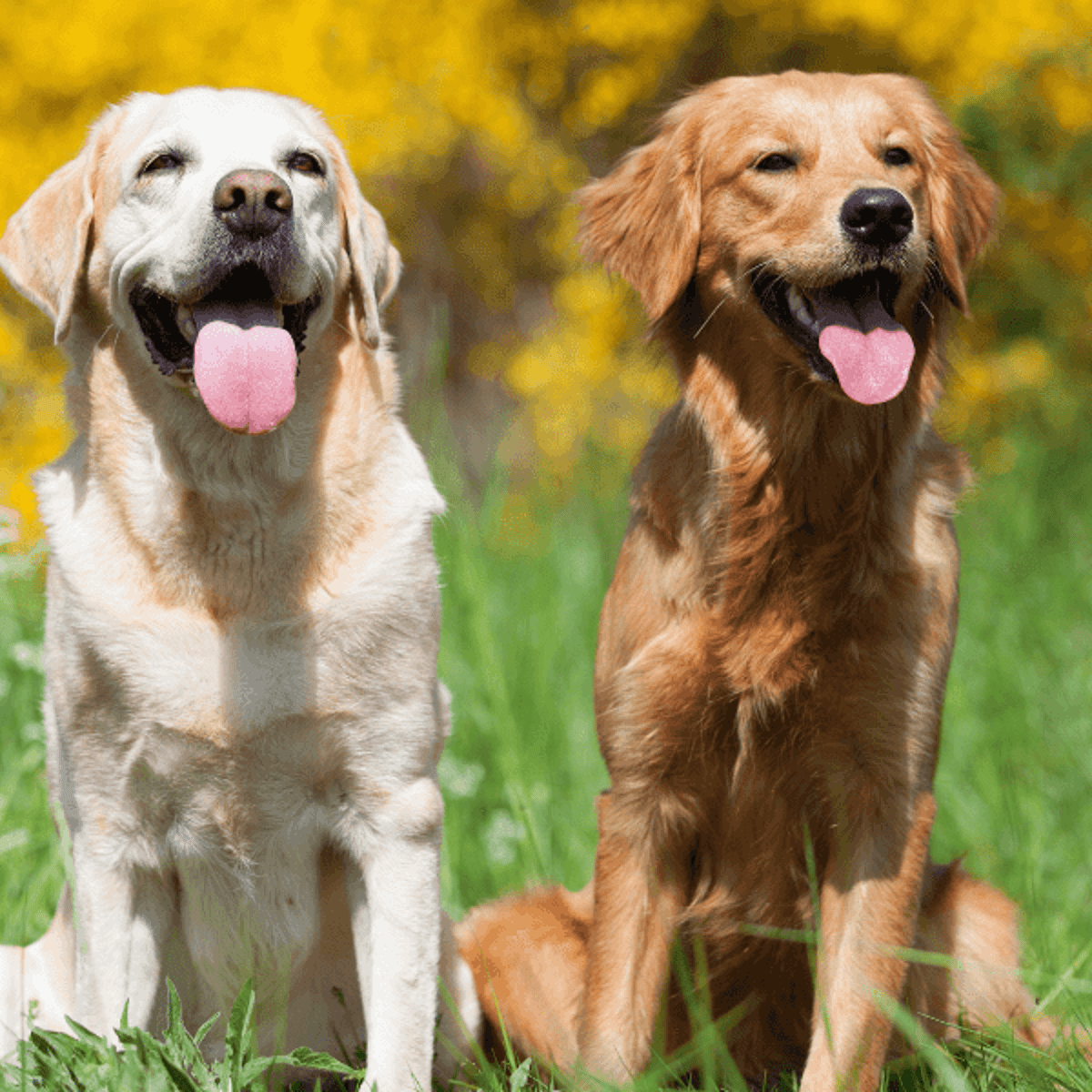 Golden Retriever vs Labrador Retriever: Kluczowe różnice (ze zdjęciami)