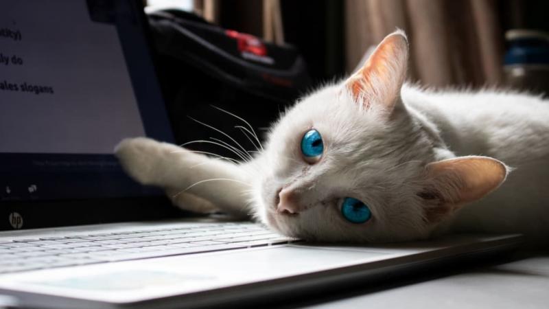 Dlaczego mój kot siada na laptopie? 3 powody tego zachowania
