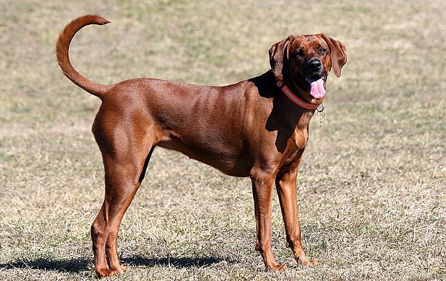 Czy bloodhoundy lub coonhoundy są droższe?