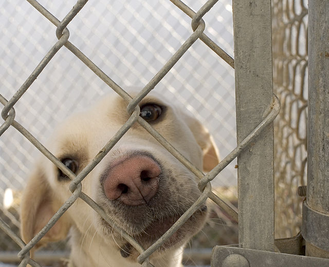 8. Adopcja uwalnia ważne zasoby