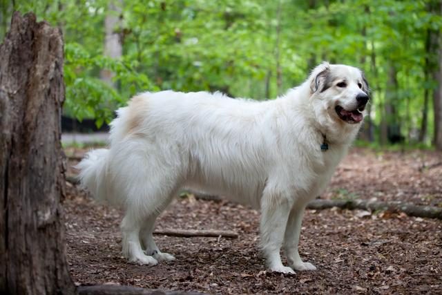 640px-great_pyrenees_mountain_dog_2-6703197-9112059
