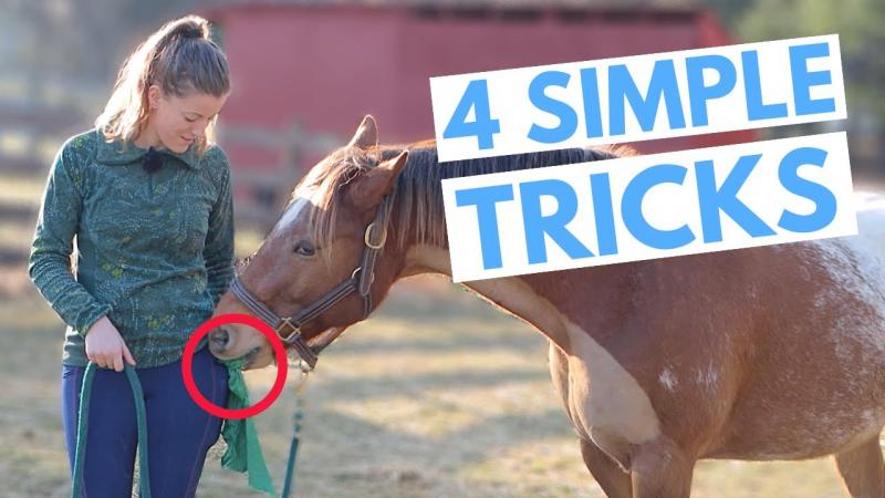 9 sztuczek, których możesz nauczyć swojego konia - zabawne i łatwe (z filmami)