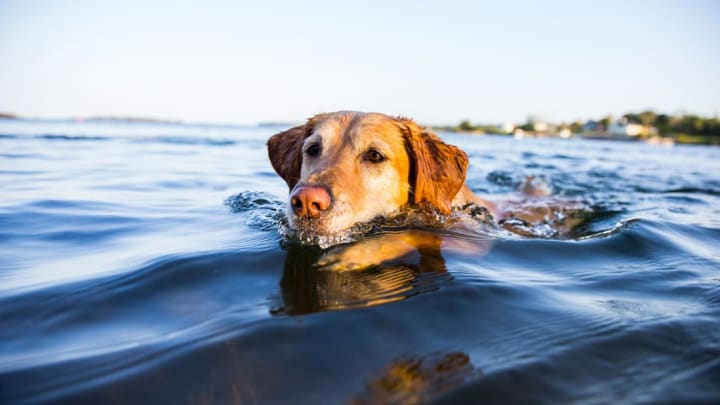 Czy psy naturalnie potrafią pływać? Rasy, porady i najczęściej zadawane pytania
