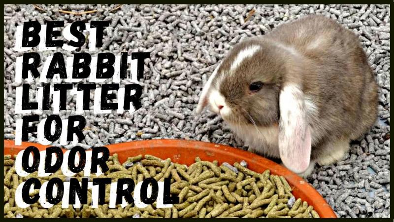 8 najlepszych żwirków dla królików do zwalczania nieprzyjemnych zapachów - recenzje i najlepsze propozycje 2024