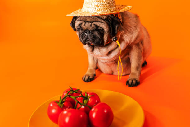 Czy psy mogą jeść sosy na bazie pomidorów?