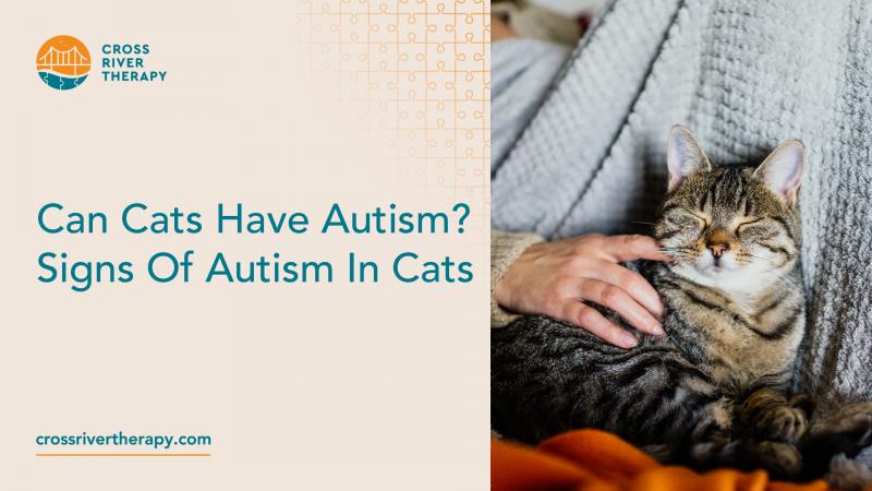 3 powody, dla których koty nie są autystyczne (nawet jeśli się tak zachowują)