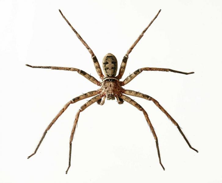 7 pająków występujących w stanie Utah