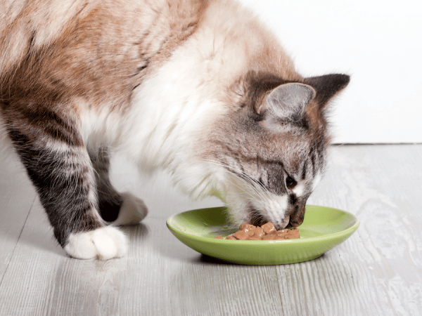 Toksyczność soli u kotów: Objawy i leczenie