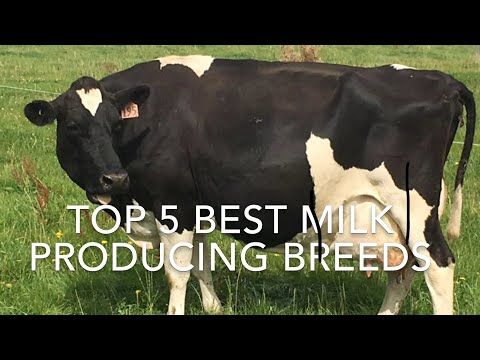1. Krowa mleczna rasy Holstein