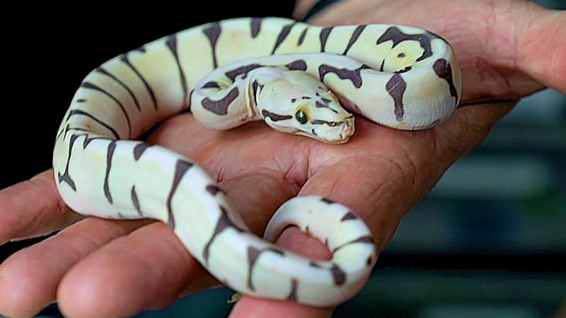 5. Sunset Ball Python Morph