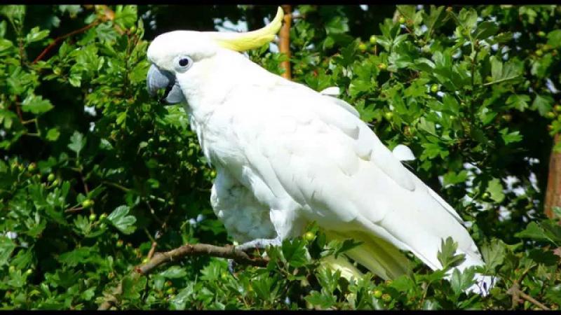 6 dźwięków kakadu i ich znaczenie