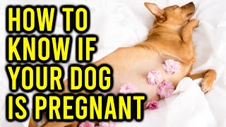 Czy mój pies jest w ciąży? 9 oznak, których należy szukać