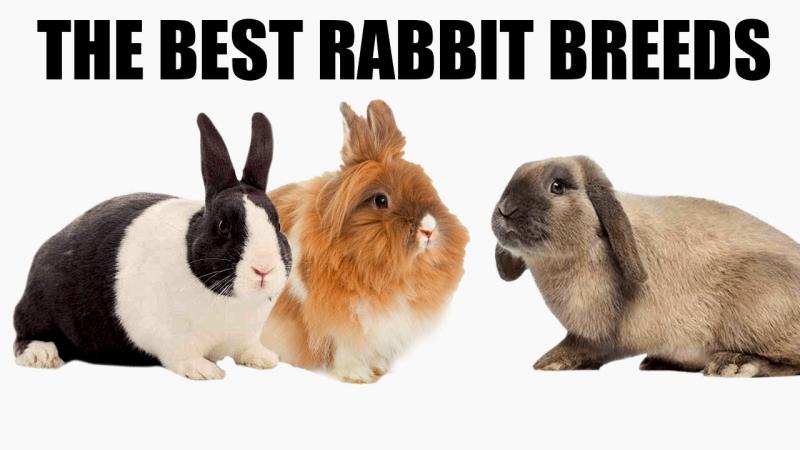 10 najbardziej czułych ras królików (ze zdjęciami)