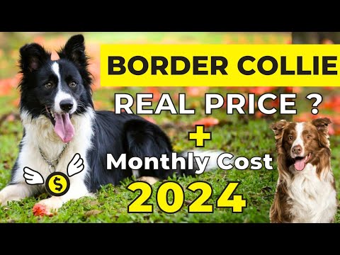 Cena Border Collie: ile kosztują? Aktualizacja 2024
