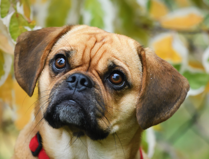 Puggle (mieszanka mopsa i beagle'a) - rasa psów: zdjęcia, informacje i cechy