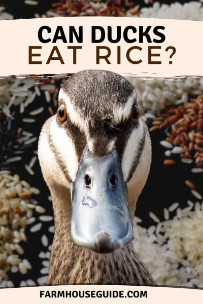 Czy kaczki mogą jeść ryż? Dieta i porady zdrowotne