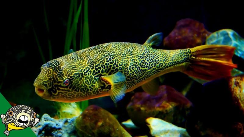 11 rodzajów słodkowodnych ryb rozdymkowatych (ze zdjęciami)