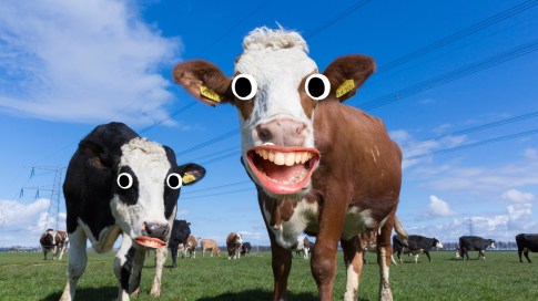 6. Krowy jedzą dużo w ciągu jednego dnia