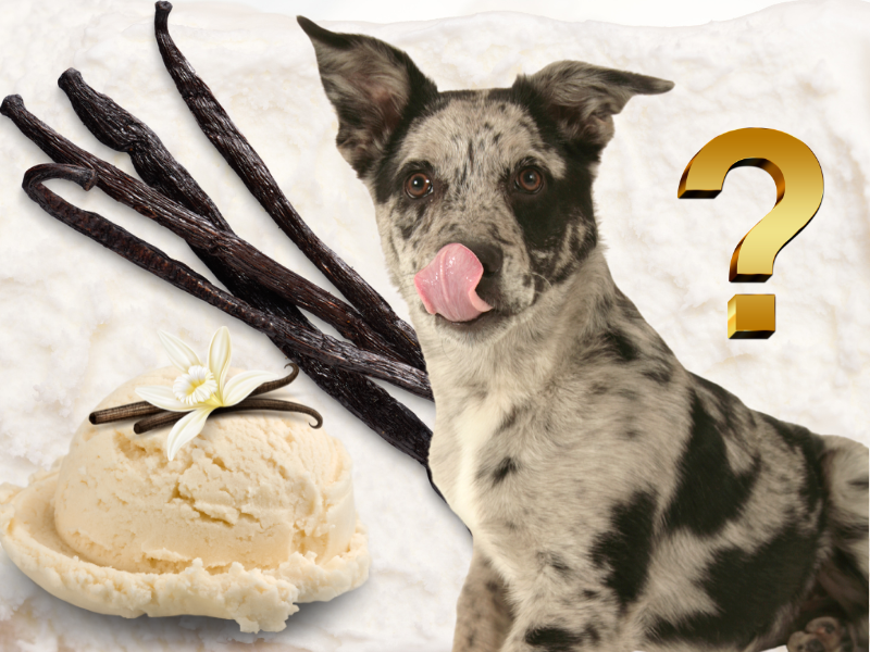 Czy psy mogą jeść krem z pszenicy? Zatwierdzone przez weterynarza fakty żywieniowe i często zadawane pytania