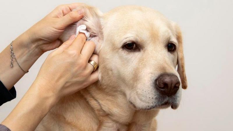 Jak bardzo Golden Retrievery są podatne na infekcje ucha? Fakty i porady zatwierdzone przez weterynarza