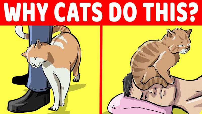 10 dźwięków, które uwielbiają koty: Co musisz wiedzieć