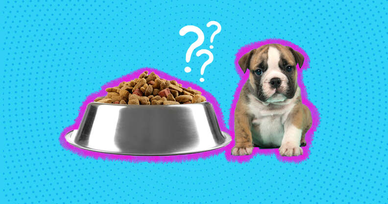 Czy szczenię może jeść karmę dla dorosłych psów? Fakty zatwierdzone przez weterynarza i często zadawane pytania