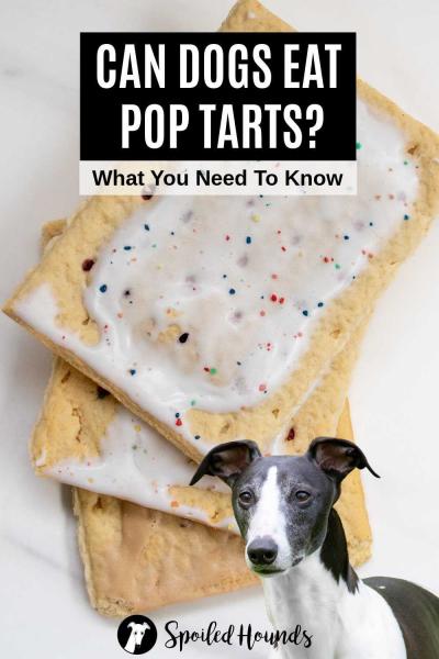 Czy koty mogą jeść ciastka Pop-Tarts? Sprawdzone przez weterynarza fakty i przewodnik bezpieczeństwa