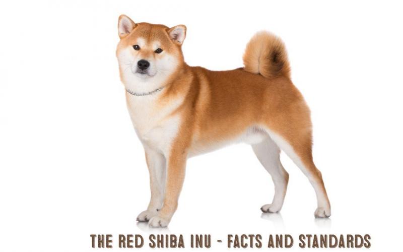 2. Shiba Inu jest gwiazdą jednego z najbardziej znanych memów internetowych w historii.