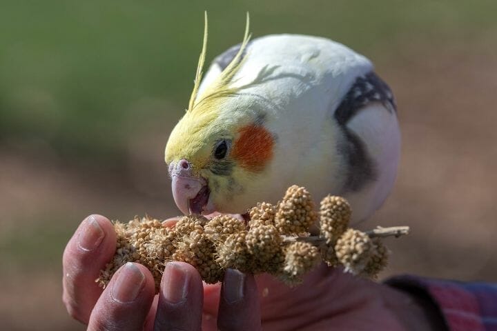 Czy kakadu mogą jeść kapustę? Informacje żywieniowe sprawdzone przez weterynarza!