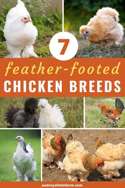 10 ras kurczaków z pierzastymi łapami (ze zdjęciami)