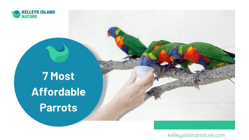 10 najtańszych papug dla zwierząt domowych (ze zdjęciami)