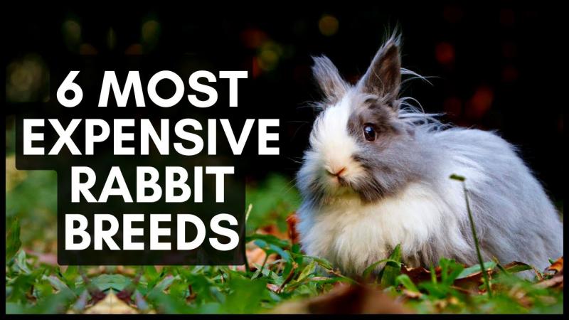 6 najdroższych ras królików (ze zdjęciami)